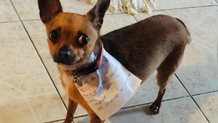 Anjing chihuahua yang dilatih untuk beli cheetos.