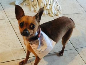 Mengenal Anjing Chihuahua: Sejarah, Ciri Asli, dan Cara Merawatnya