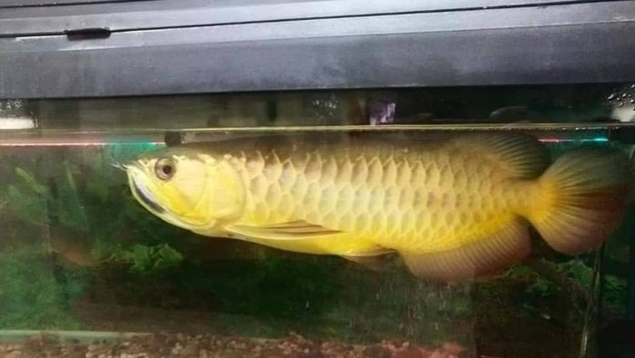 Pria goreng ikan arwana Pria goreng ikan arwana