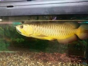 Bikin Netizen Geger, Pria Ini Masak Ikan Arwana Seharga Rp 15 Juta!