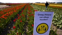 Sebuah tanda yang meminta orang untuk mengamati jarak sosial dan menjaga jarak 1,5 meter, atau lima kaki, terpisah untuk mengurangi penyebaran virus Corona, dipasang di ladang tulip di Lisse, Belanda. Belanda yang terkenal di dunia taman bunga Keukenhof di Lisse tidak akan dibuka tahun ini setelah pemerintah Belanda memperpanjang larangan pertemuan hingga 1 Juni dalam upaya untuk memperlambat penyebaran virus Corona. AP Photo/Peter Dejong.