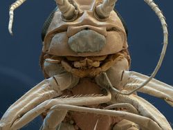 Ngeri atau Imut? Deretan Foto Makhluk Kecil Dilihat dari Microskop