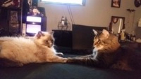 Maaf, kamu tidak diajak dalam meeting. Istimewa/Dok. Boredpanda