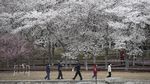 Bunga Sakura Mekar di China, Pertanda Meredanya Virus Corona?