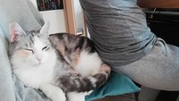 Beginilah ketika harus berbagi ruang duduk/kantor dengan hewan peliharaan. Istimewa/Dok. Boredpanda