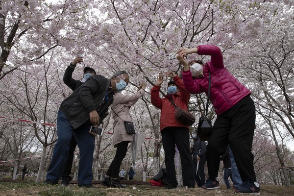 Nampak sejumlah warga berselfie bersama dengan latar pohon sakura di Yuyuantan Park in Beijing, China. Mekarnya sakura ini membuat warga mulai mendatangi lokasi mekarnya sakura tersebut. Nampak sejumlah warga berselfie bersama dengan latar pohon sakura di Yuyuantan Park in Beijing, China. Mekarnya sakura ini membuat warga mulai mendatangi lokasi mekarnya sakura tersebut.
