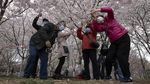 Bunga Sakura Mekar di China, Pertanda Meredanya Virus Corona?