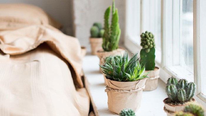 Cactus in interior, window in a bed room, scandinavian style