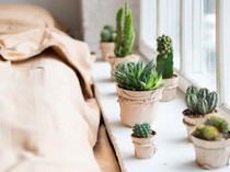 10 Tanaman Indoor yang Bikin Rumah Adem dan Estetik