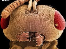 Ngeri atau Imut? Deretan Foto Makhluk Kecil Dilihat dari Microskop