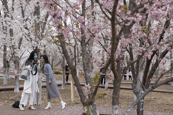 Warga seakan tak dapat menahan diri untk terus berdiam dari dirumah ketika melihat mekarnya sakura di Yuyuantan Park in Beijing, China. Warga seakan tak dapat menahan diri untk terus berdiam dari dirumah ketika melihat mekarnya sakura di Yuyuantan Park in Beijing, China.