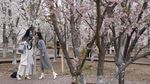 Bunga Sakura Mekar di China, Pertanda Meredanya Virus Corona?