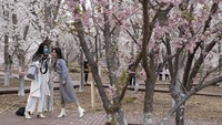 Warga seakan tak dapat menahan diri untk terus berdiam dari dirumah ketika melihat mekarnya sakura di Yuyuantan Park in Beijing, China.