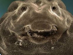 Ngeri atau Imut? Deretan Foto Makhluk Kecil Dilihat dari Microskop