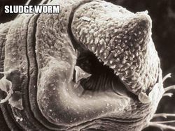 Ngeri atau Imut? Deretan Foto Makhluk Kecil Dilihat dari Microskop