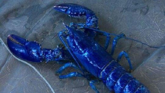 lobster biru