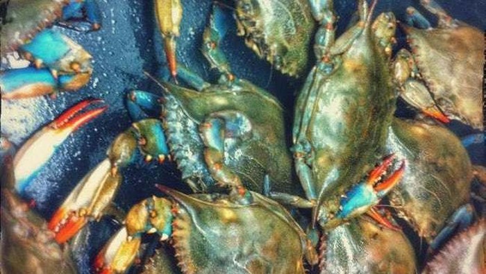 Perang makanan