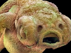 Ngeri atau Imut? Deretan Foto Makhluk Kecil Dilihat dari Microskop