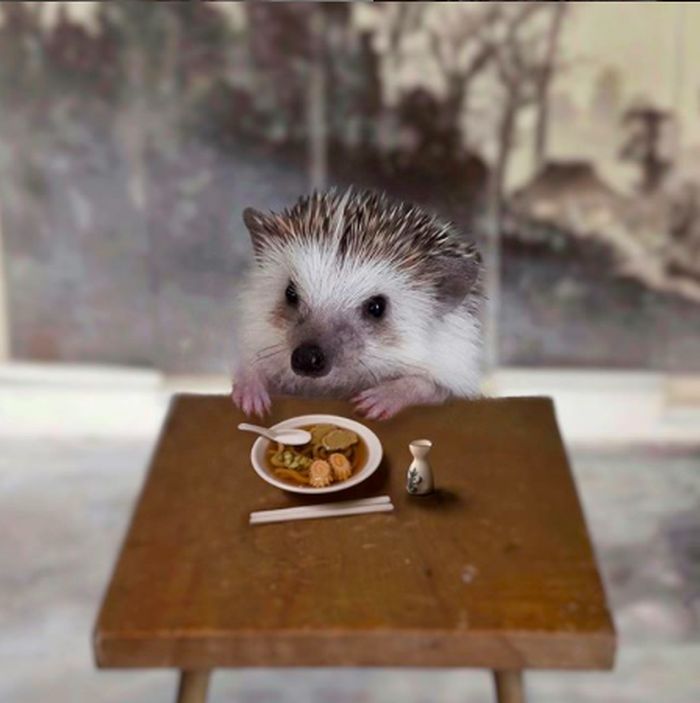 Cinnamon, Landak Hedgehog yang Hobi Pose dengan Makanan Foto 5