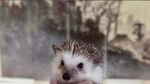 Cinnamon, Landak Hedgehog yang Hobi Pose dengan Makanan