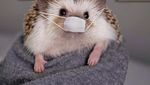 Cinnamon, Landak Hedgehog yang Hobi Pose dengan Makanan