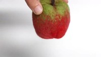 Tak hanya membuat miniatur kecil, Andrea juga membuat miniatur buah apel dari bahan wol. Foto: Instagram @andreaanimates