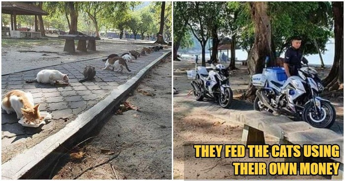 Polisi kasih makan ke kucing jalanan