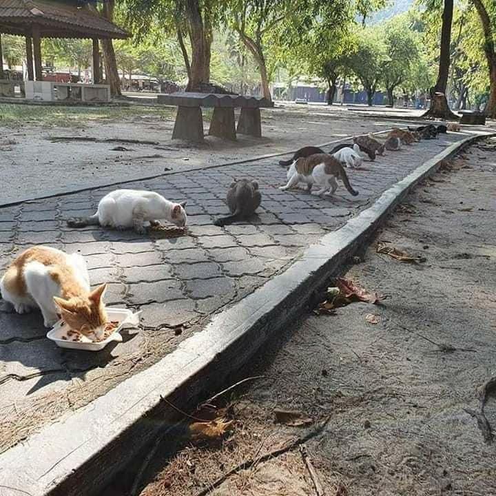 Bikin Haru, Polisi Ini Kasih Makan 20 Kucing Jalanan yang Kelaparan