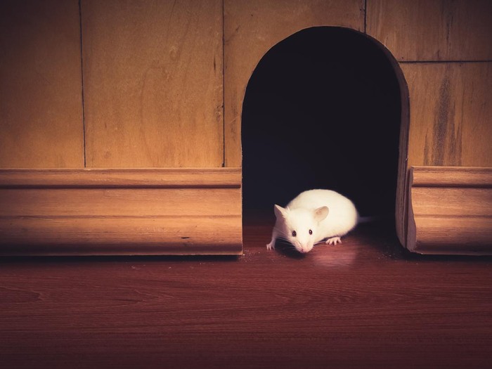 Ilustrasi tikus