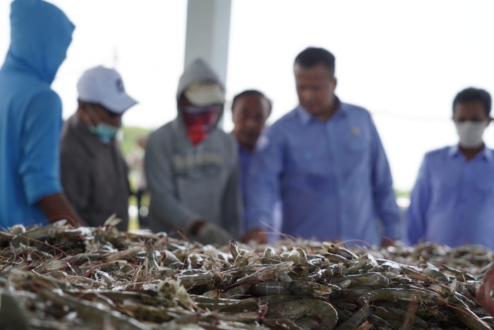 udang vaname