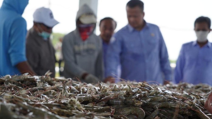 udang vaname