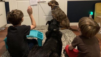 Haduh, akibat kegabutan, si anjing ini malah jadi guru untuk mengatakan kalau dia yang terbaik dibandingkan si kucing. Haha, ada-ada saja. Foto: kmascasa via Bored Panda