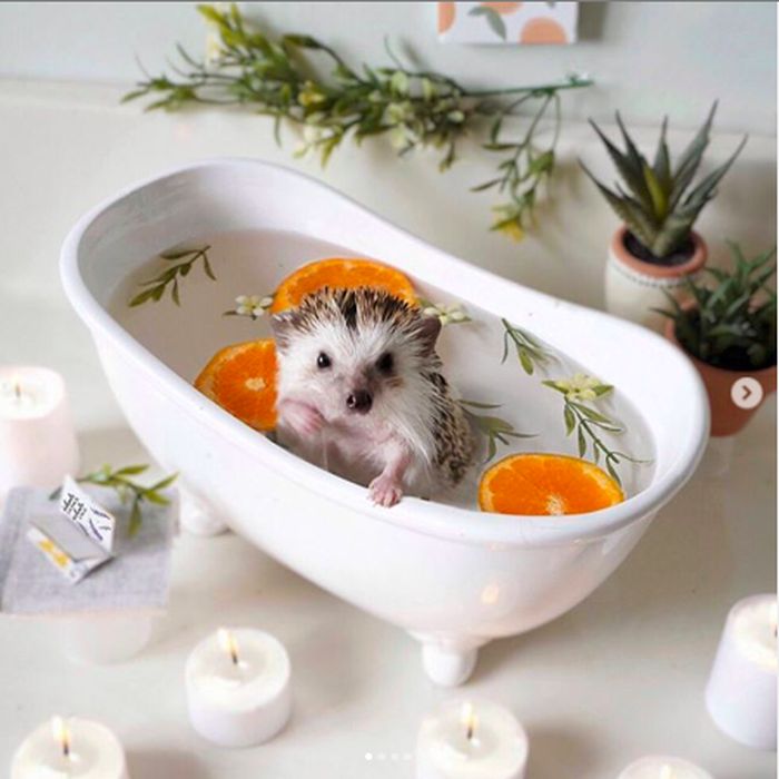 Cinnamon, Landak Hedgehog yang Hobi Pose dengan Makanan Foto 4