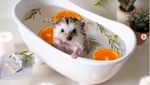 Cinnamon, Landak Hedgehog yang Hobi Pose dengan Makanan