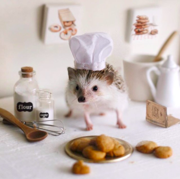 Cinnamon, Landak Hedgehog yang Hobi Pose dengan Makanan Foto 3