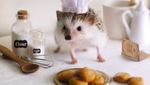 Cinnamon, Landak Hedgehog yang Hobi Pose dengan Makanan