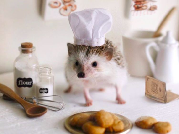 Cinnamon, Landak Hedgehog yang Hobi Pose dengan Makanan