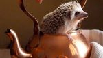Cinnamon, Landak Hedgehog yang Hobi Pose dengan Makanan