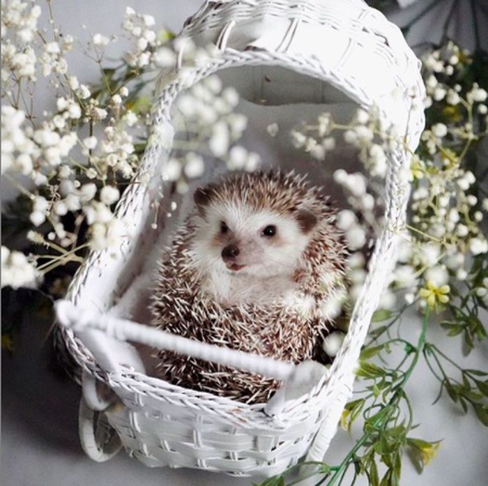 Cinnamon, Landak Hedgehog yang Hobi Pose dengan Makanan