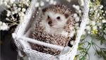 Cinnamon, Landak Hedgehog yang Hobi Pose dengan Makanan