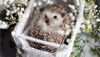 Hedgehog merupakan jenis landak mini yang dijadikan hewan peliharaan oleh beberapa orang. Meski punggungnya berduri, banyak orang jatuh cinta dengan wajah hedgehog yang menggemaskan. Foto: Instagram cinnamon.hodgepodge