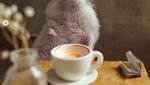 Cinnamon, Landak Hedgehog yang Hobi Pose dengan Makanan