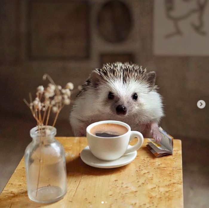 Cinnamon, Landak Hedgehog yang Hobi Pose dengan Makanan Foto 6
