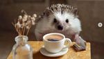 Cinnamon, Landak Hedgehog yang Hobi Pose dengan Makanan