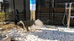 Foto: Bandara Osaka Punya Toilet Anjing Pertama di Dunia