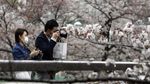 Cantiknya Bunga Sakura Bermekaran di Tengah Wabah Corona