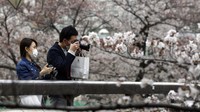 Sejauh ini Jepang diketahui  memiliki 10 kluster wabah, dengan hampir 1.200 kasus COVID- 19 dan 43 kematian akibat virus corona yang sudah dikonfirmasi tanggal 24 Maret. Hanya beberapa lusin infeksi baru yang dilaporkan setiap hari. Angka infeksi baru ini seharusnya terus bertambah karena kepadatan penduduk di Jepang. AP Photo/Kiichiro Sato.