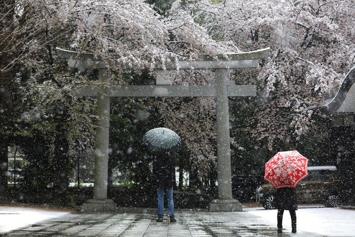 Bunga Sakura bermekaran di kawasan Jepang. Pemandangan bunga Sakura yang bermekaran itu tampak menawan di tengah wabah Corona yang melanda Jepang dan dunia.