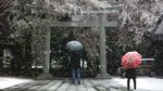 Cantiknya Bunga Sakura Bermekaran di Tengah Wabah Corona