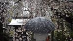 Cantiknya Bunga Sakura Bermekaran di Tengah Wabah Corona